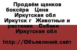 Продаём щенков боксёра › Цена ­ 3 000 - Иркутская обл., Иркутск г. Животные и растения » Собаки   . Иркутская обл.